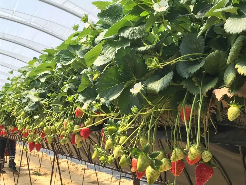 Fresa Primavera - EL PINAR