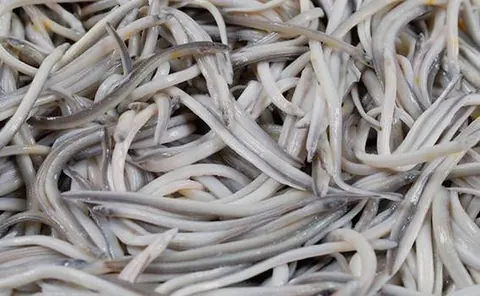 Angula del río miño