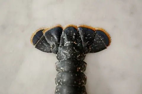 Bogavante